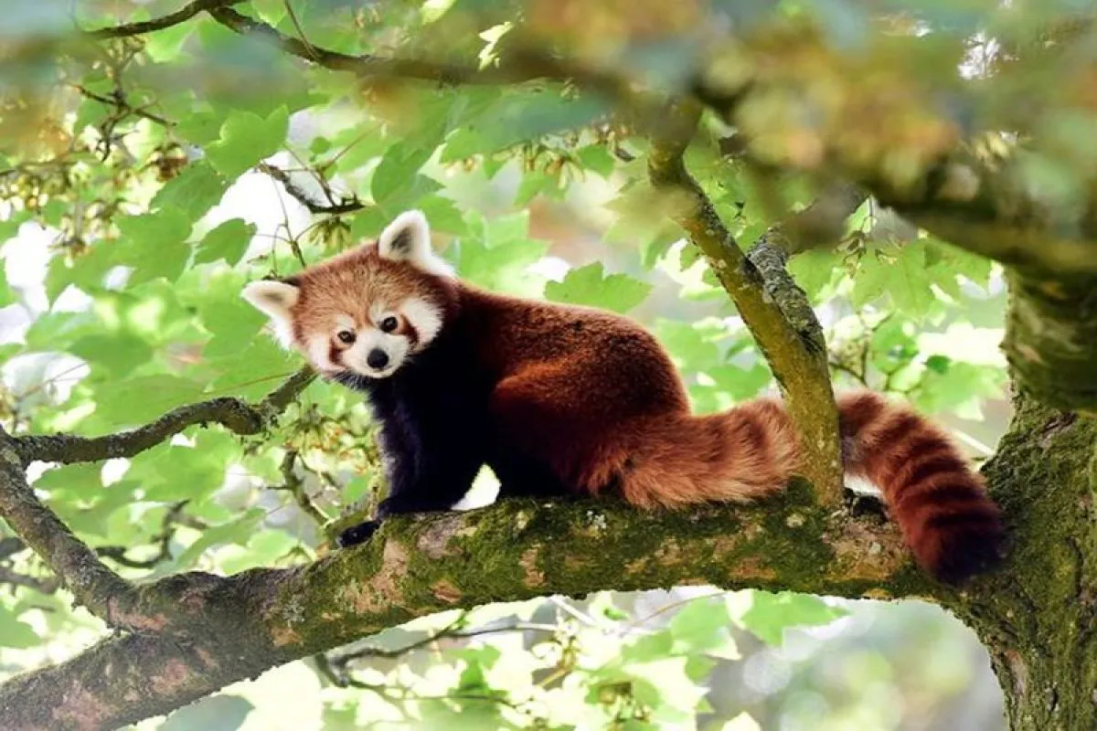 Panda Merah di Ambang Kepunahan: Apa yang Bisa Kita Lakukan?