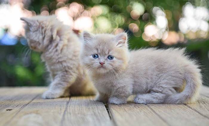 Kucing Manx dan Tanpa Ekor: Keunikan dan Fakta Menarik
